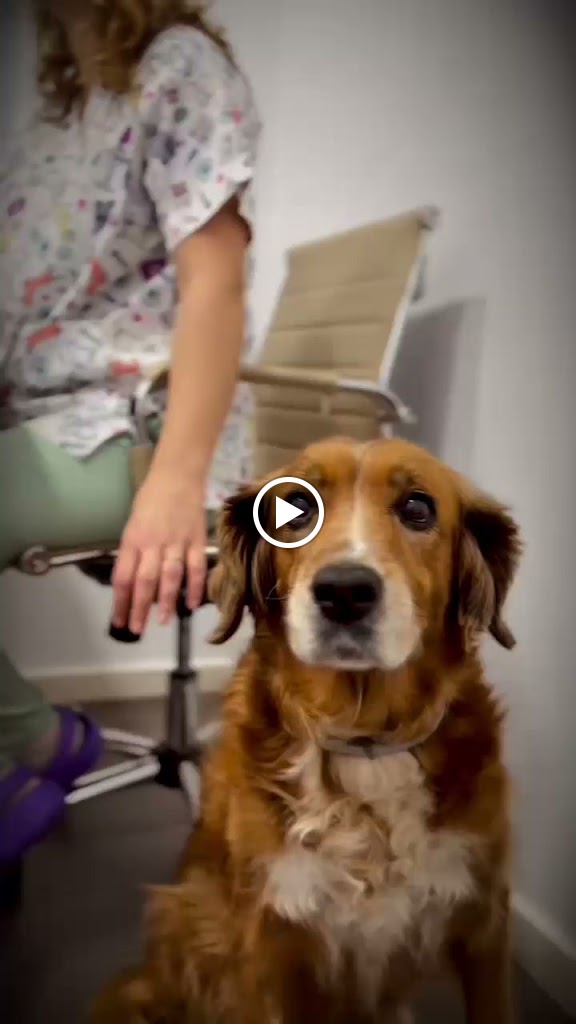 Clinica KoraVets - veterinario Sueca — Videos