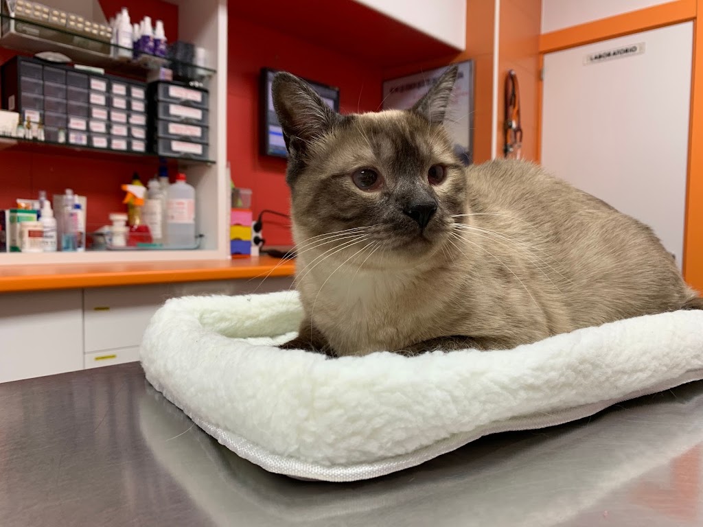 AniCura Estoril Clinica Veterinaria — Del propietario