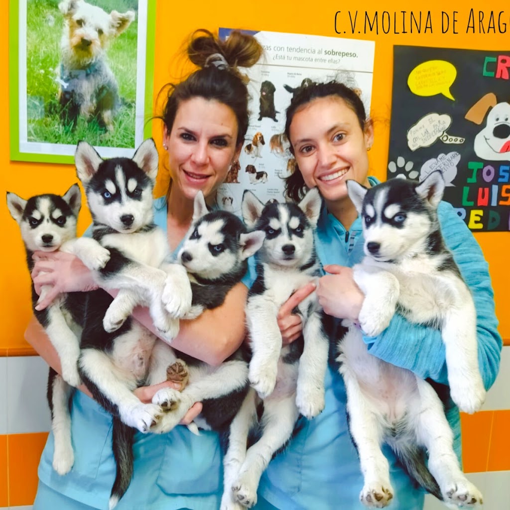 Clinica Veterinaria Molina — Del propietario