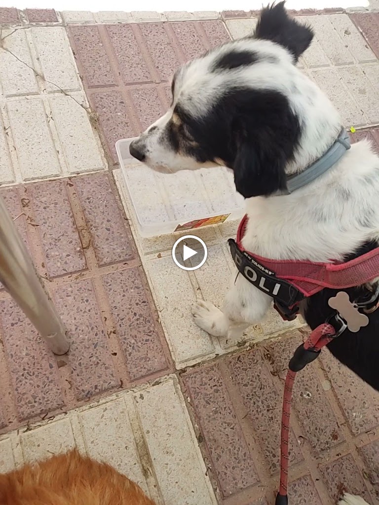Shiko Bar — Videos
