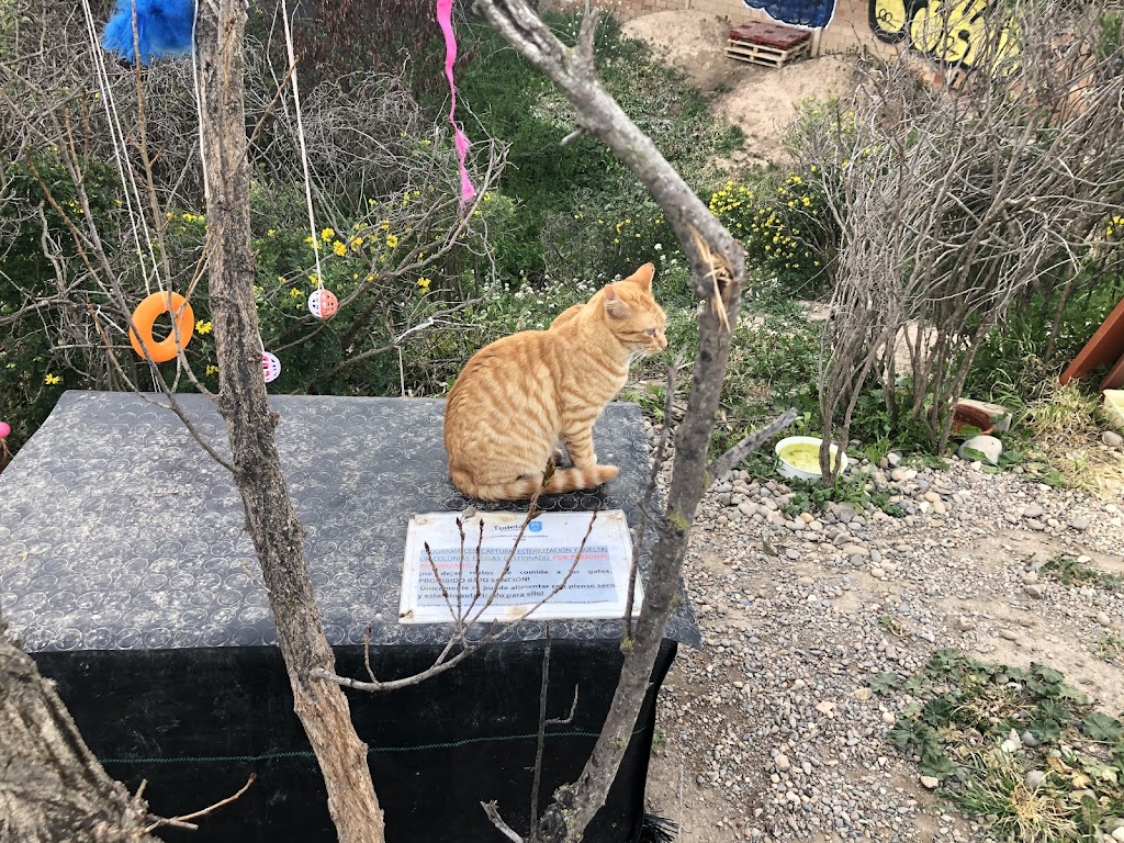 Colonia felina Ayto. de Tudela