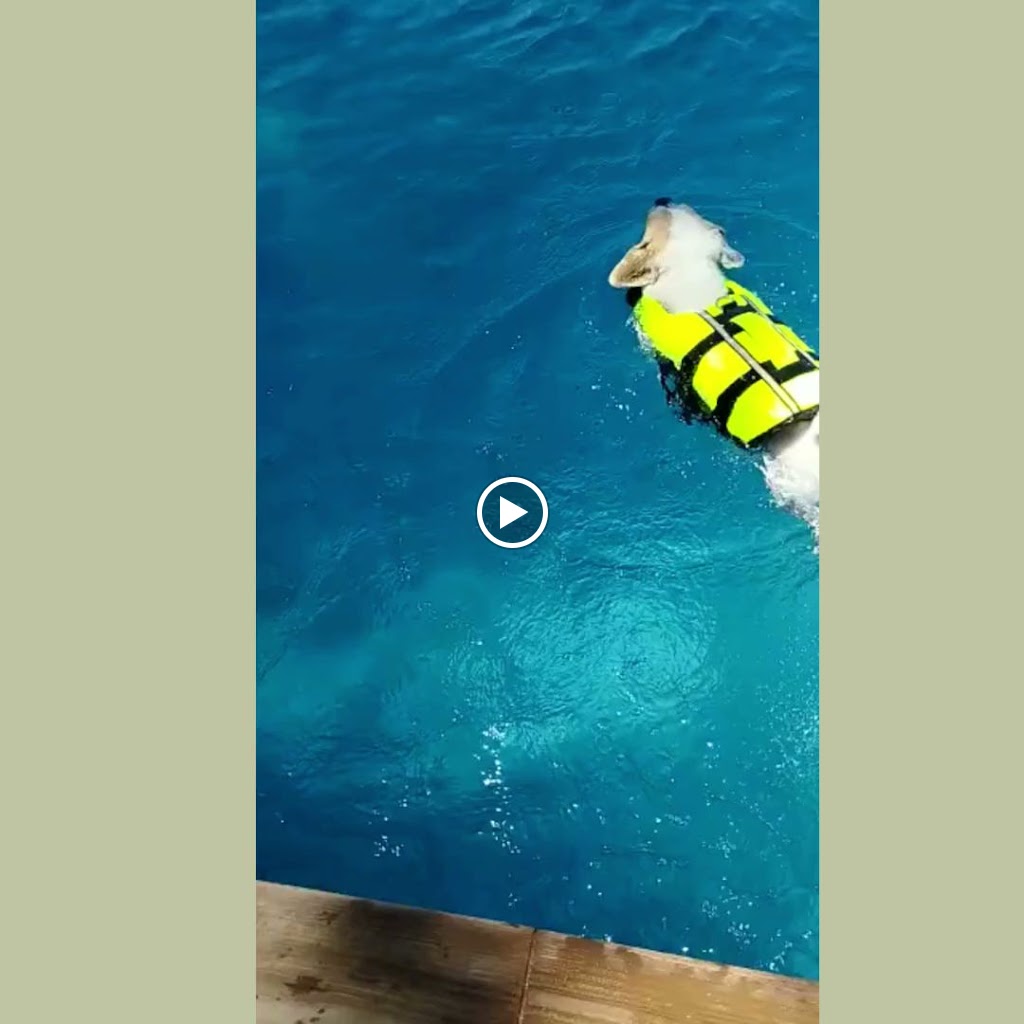 Clinica Veterinaria Innova Veterinaria — Videos
