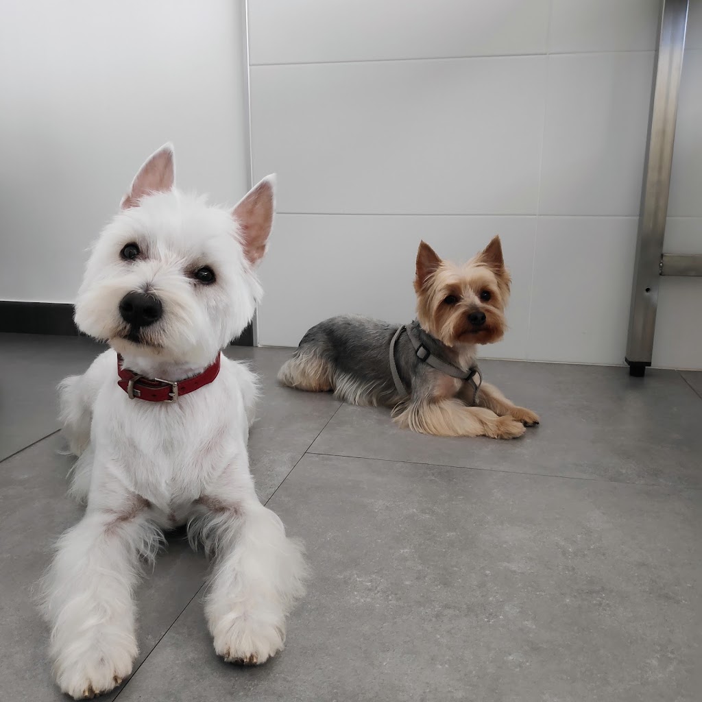 Clinica Veterinaria La Laguna — Perro