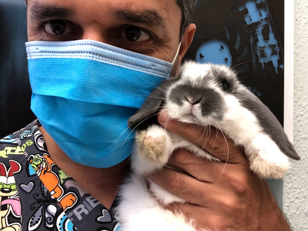 CENTRO VETERINARIO GREEN DOG-VILLAVERDE — Conejo