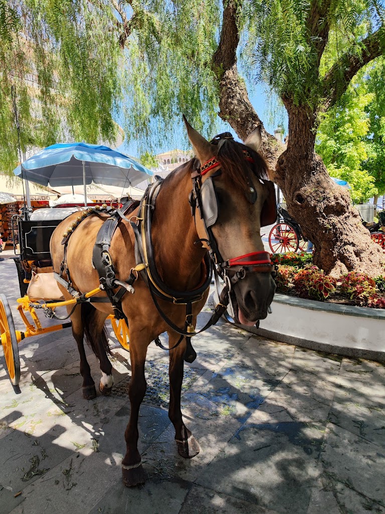 Mijas Burro Taxi