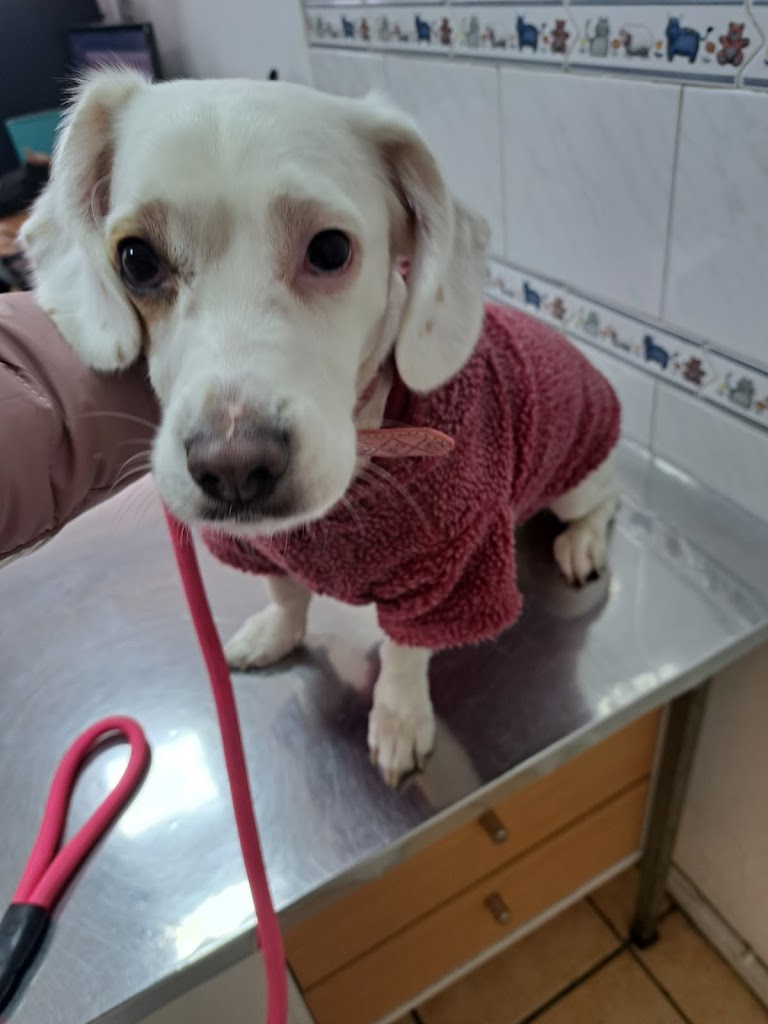 Perro