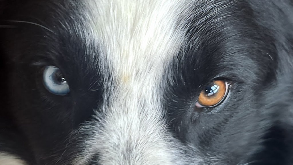 A Estacion Centro Veterinario