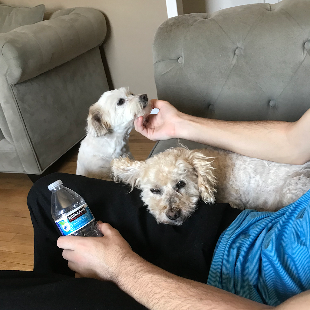 Perro
