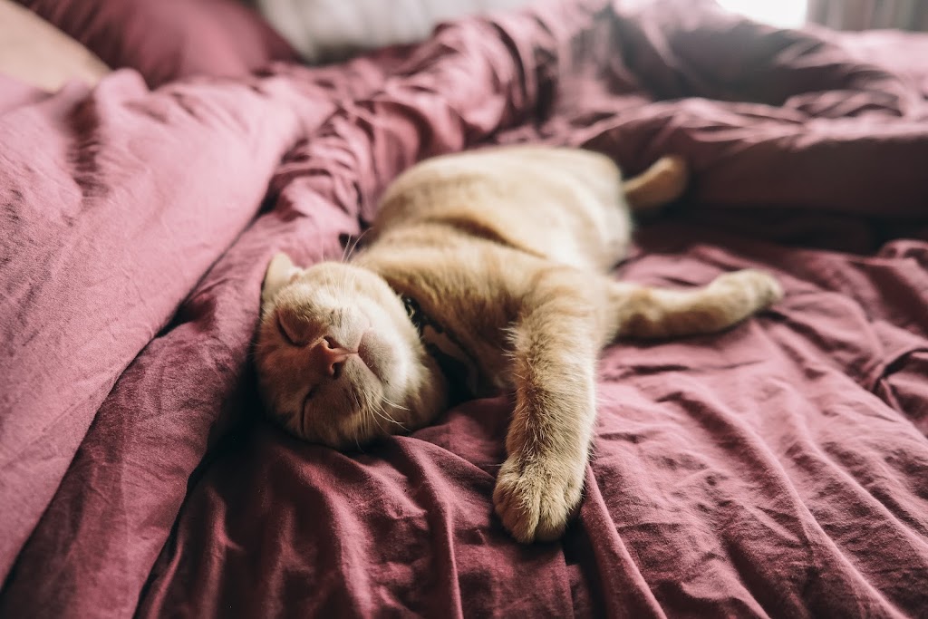 Clinica Veterinaria Betulia — Del propietario