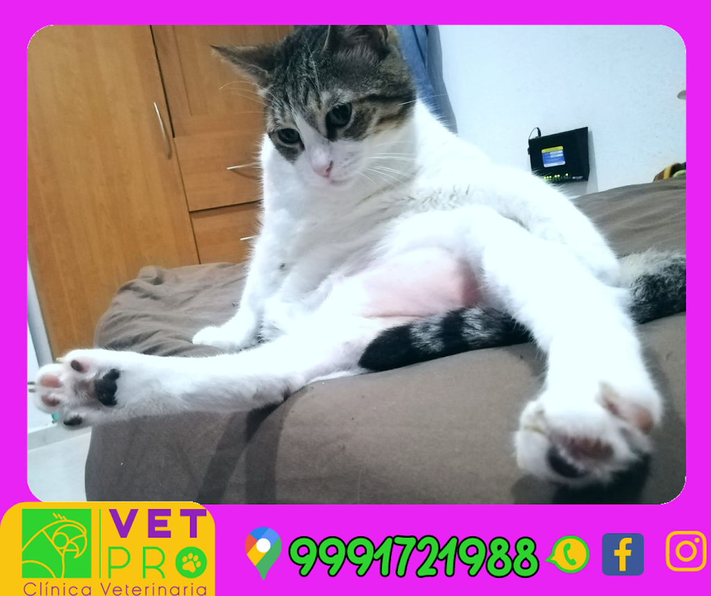 CLINICA VETPRO — Gato