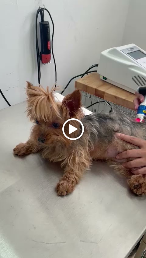 Clinica Veterinaria Mascotiti Leganes — Del propietario