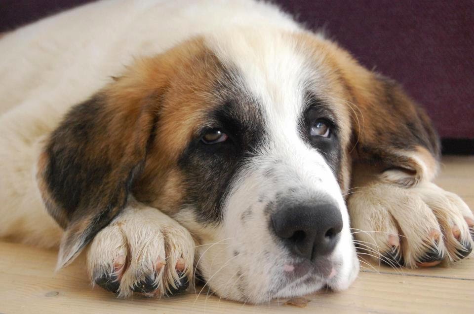 Centro Veterinario Langreo — Perro