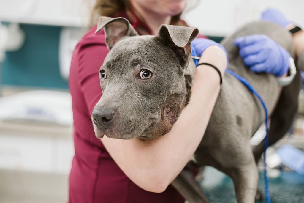 Consulta Veterinaria San Marcos — Del propietario