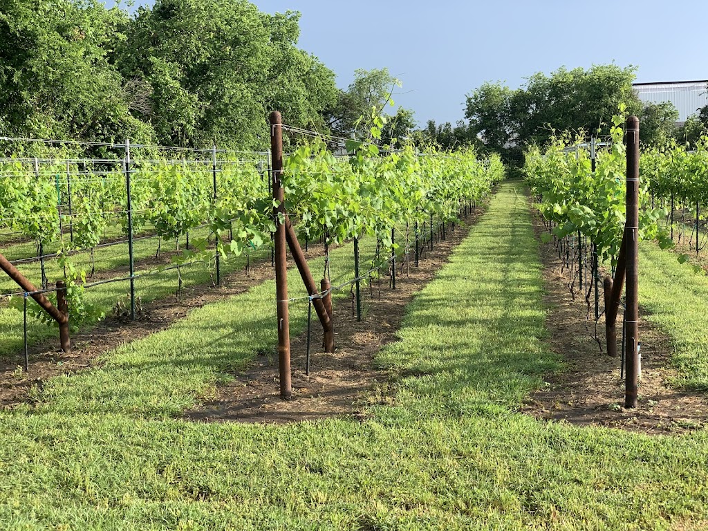 Vineyard