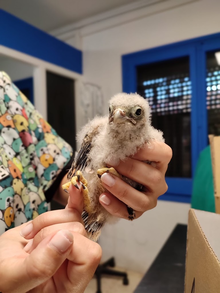 Veterinaris Barri de Mar — Del propietario