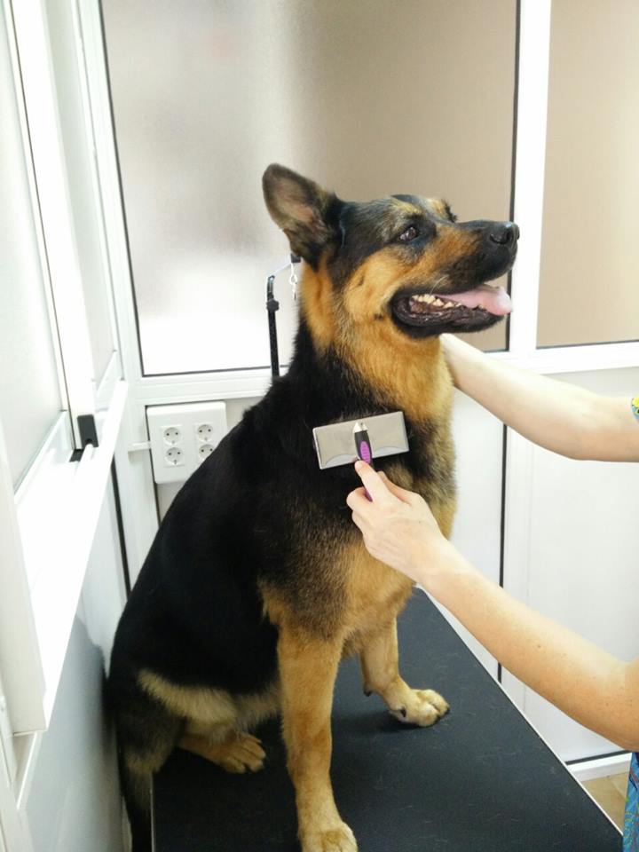 ALJARAQUE CENTRO VETERINARIO — Perro