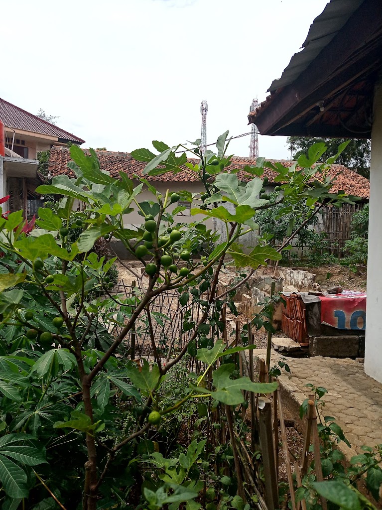 Budidaya Tin Dan Zaitun