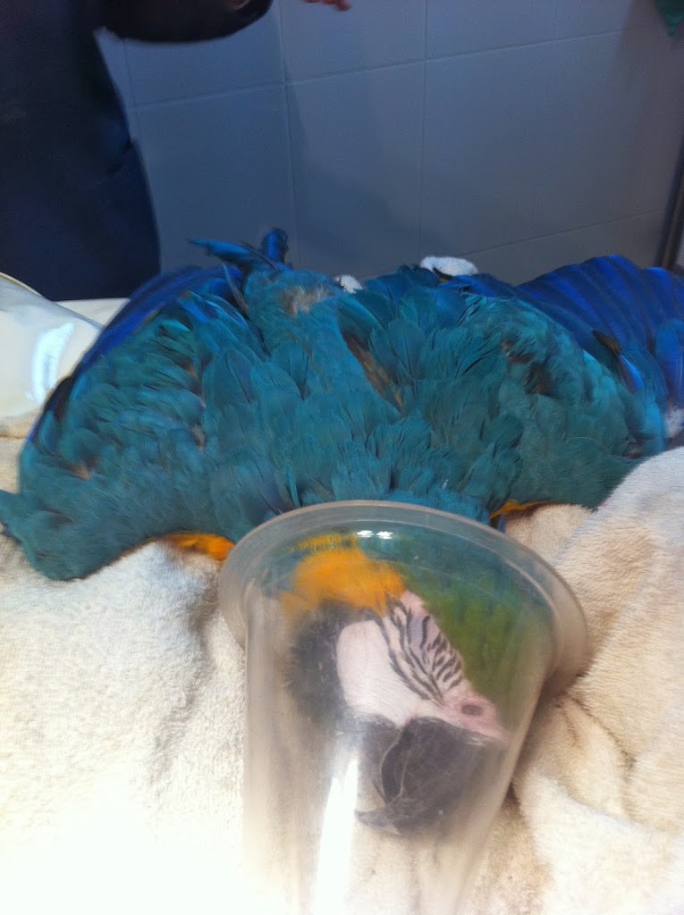 Centro Veterinario Alhama