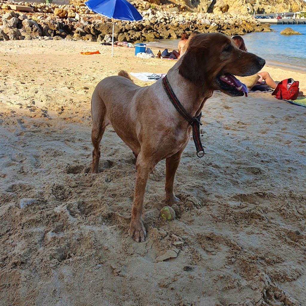 Clinica Veterinária do Pateo em Albufeira