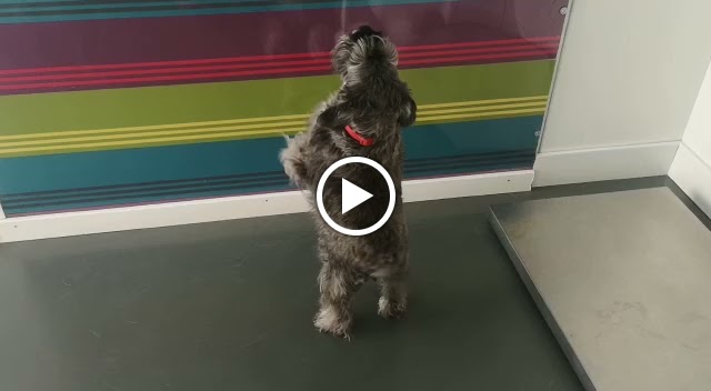 La Clinica del Estadio - Centro Veterinario — Del propietario