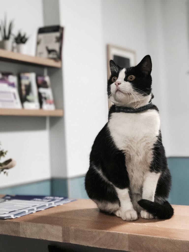 Clinica Veterinaria Campo Alegre — Gato