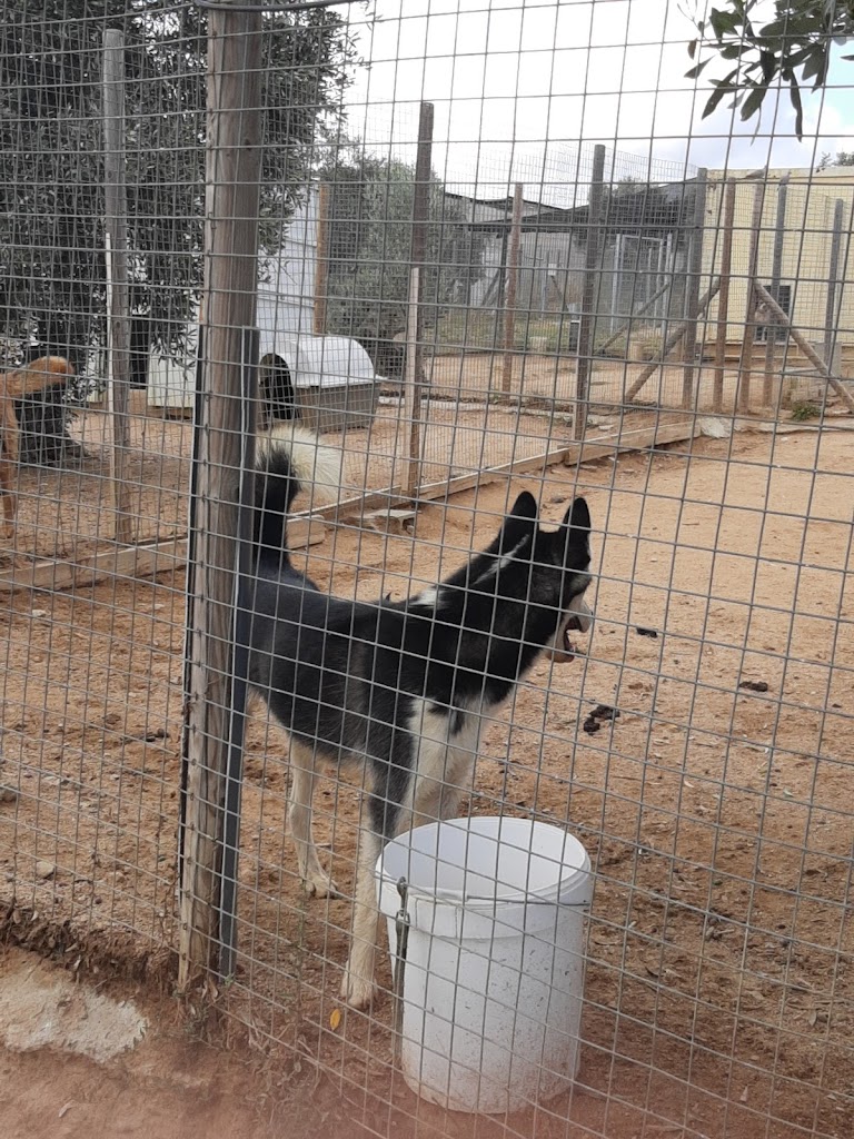 Caldes Animal, la Prote