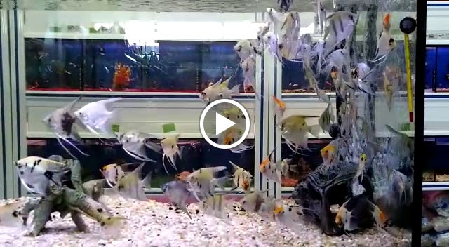 Torremascotas S.l. — Videos