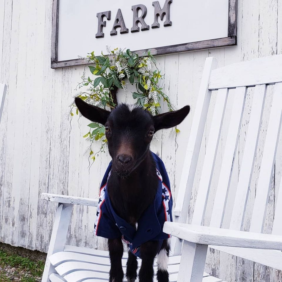  Original Goat Yoga- Lansing MI
