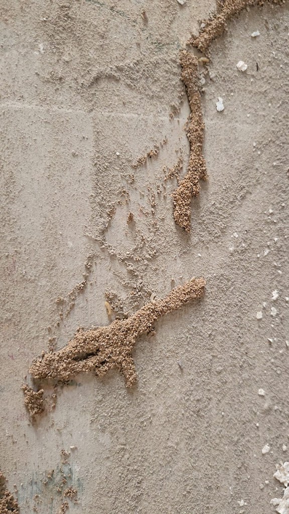 PLASERMAN SALUD PUBLICA SL Control de Plagas Valencia