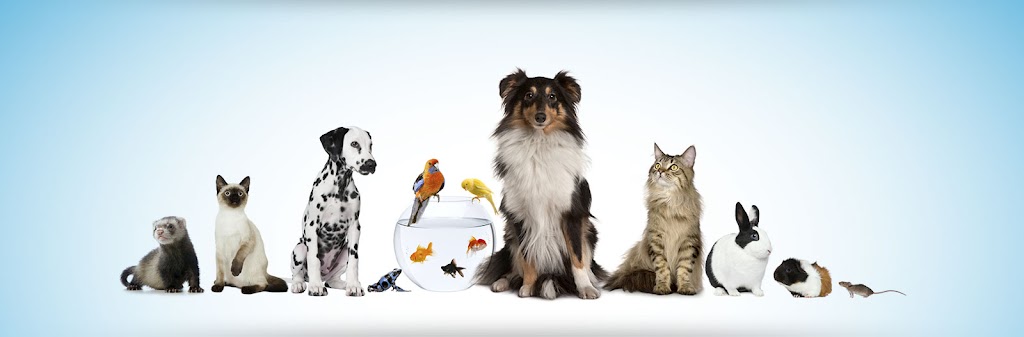 Clinica Veterinaria La Calzada