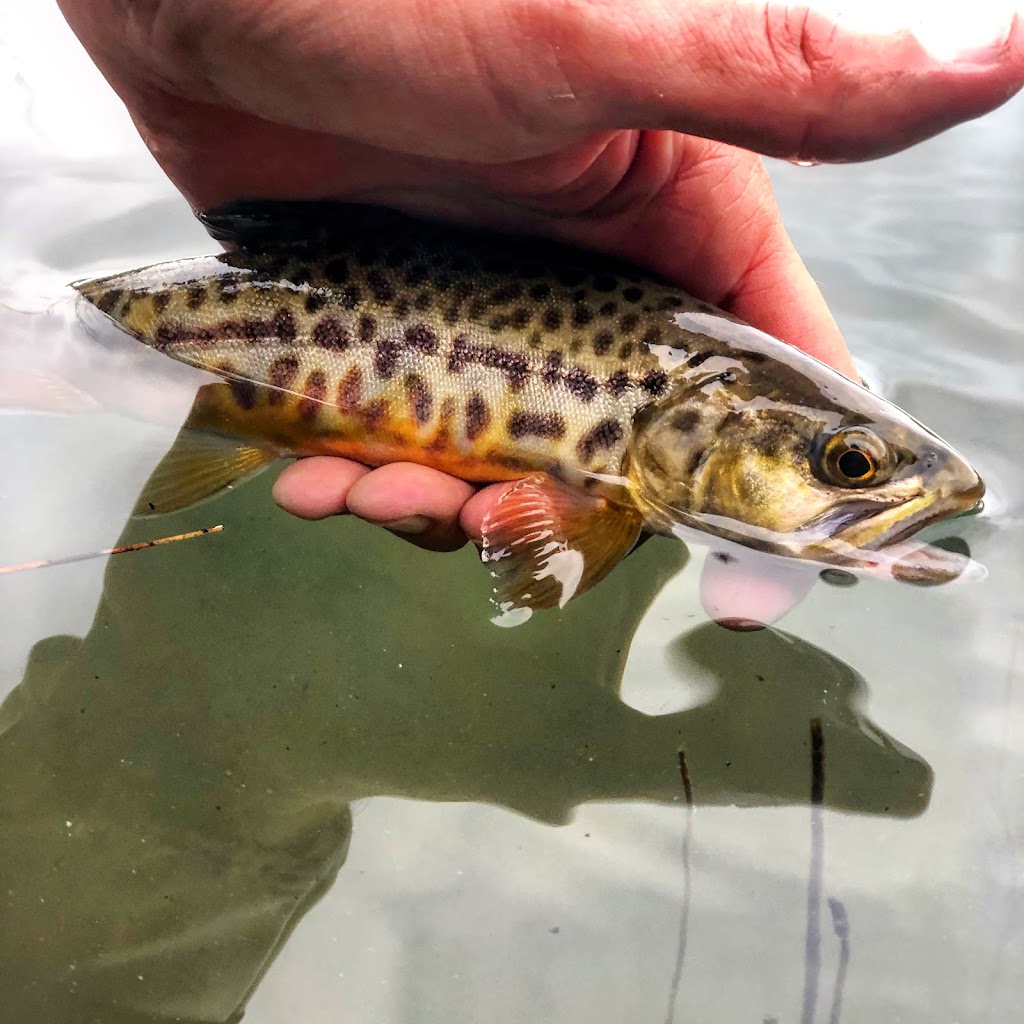 Fish