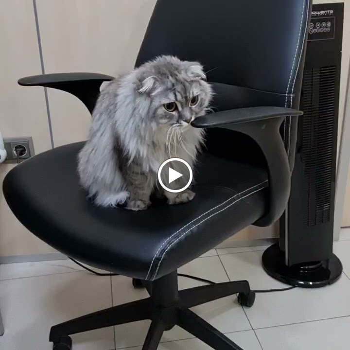 Clinica Veterinaria Anavets — Del propietario