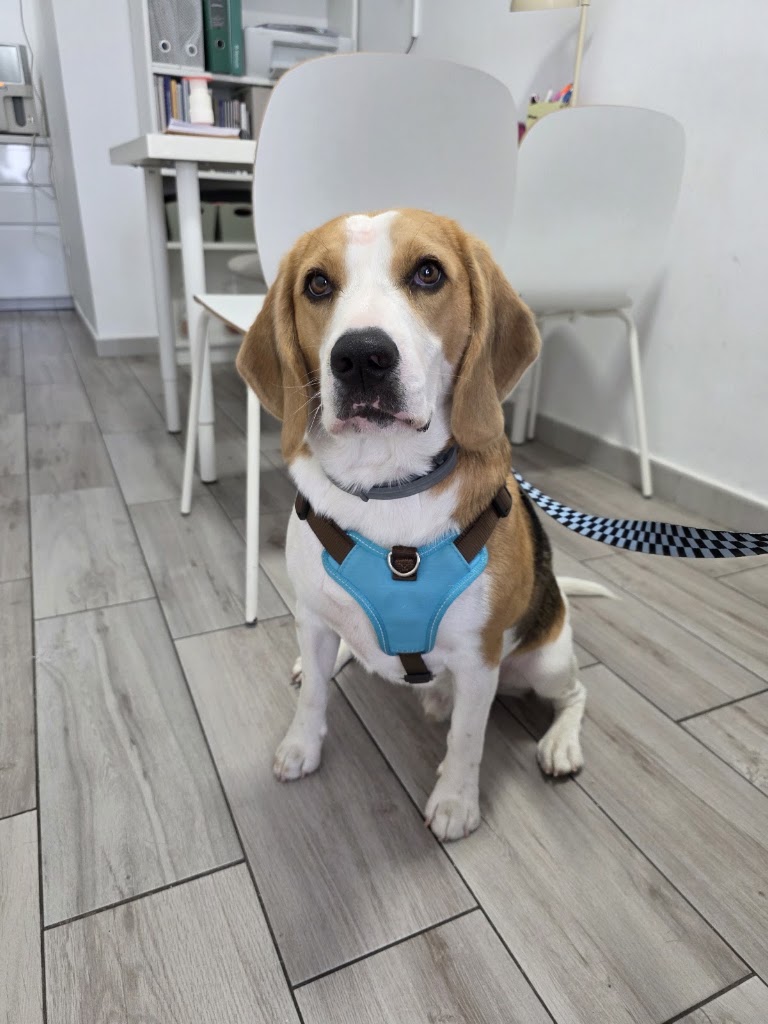 Clinica Veterinaria DermaBaena — Perro