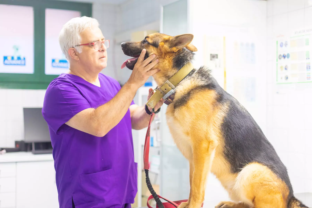 Centro Veterinario El Masnou — Del propietario