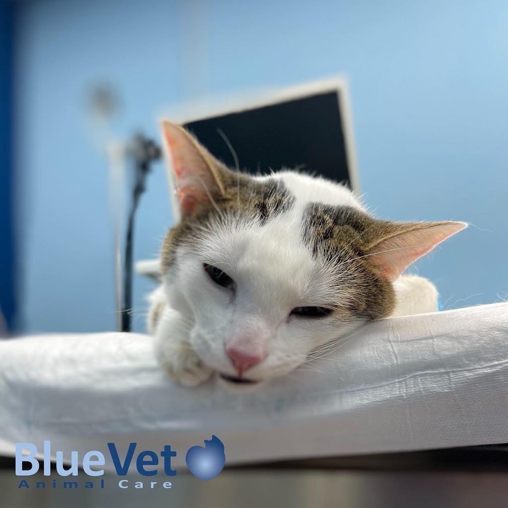 BlueVet Veterinario Las Matas — Gato