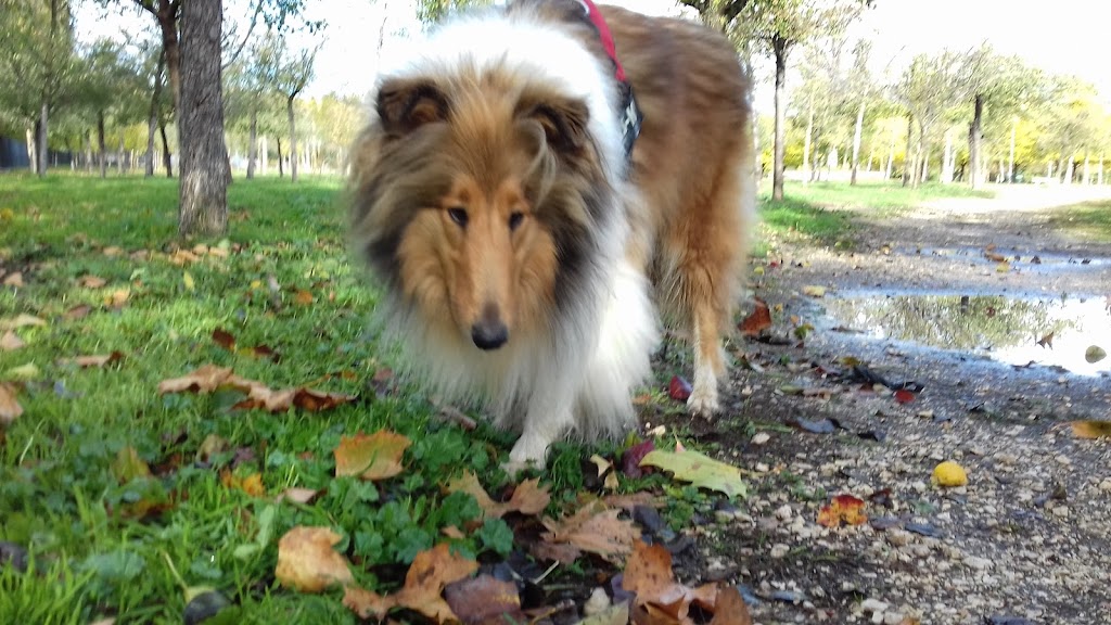 Nino & Sebas Tecnico en Educacion Canina y Modificacion de Conducta