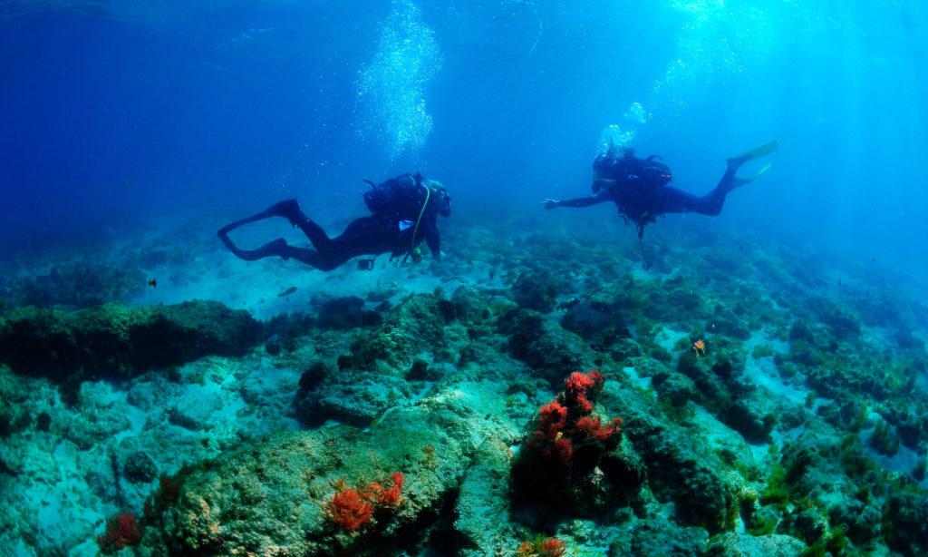 Octopus Buceo Bolonia