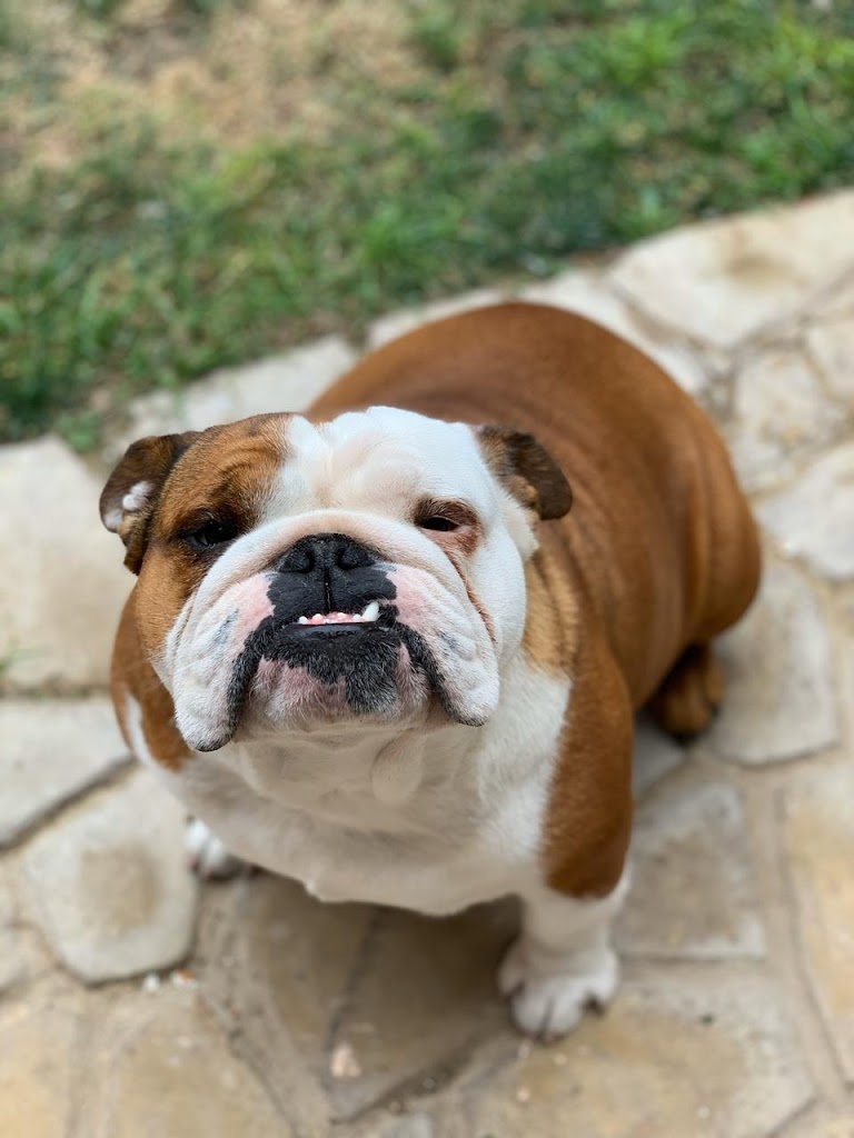 Perro