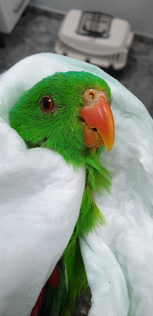 CLINICA VETERINARIA ZOOLOGICA de Pineda de Mar