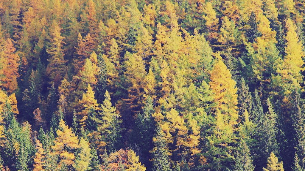Evergreen Park Web Solutions