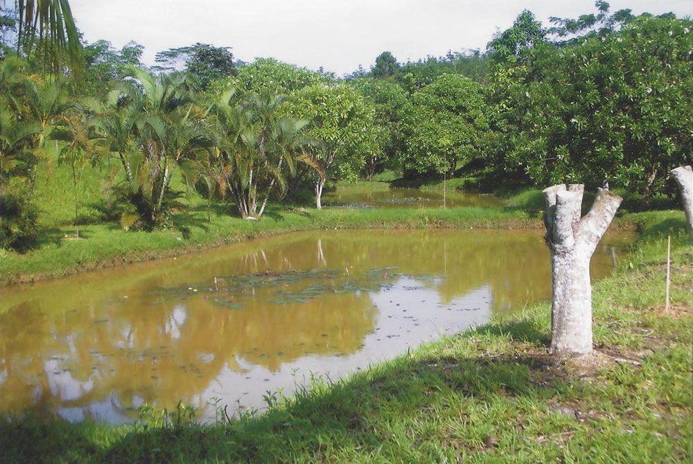 Gazebo Daun Balikpapan