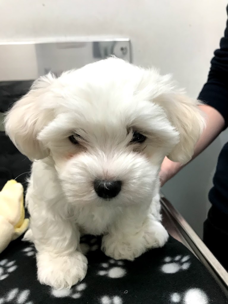 Veterinari Diagnostic — Perro