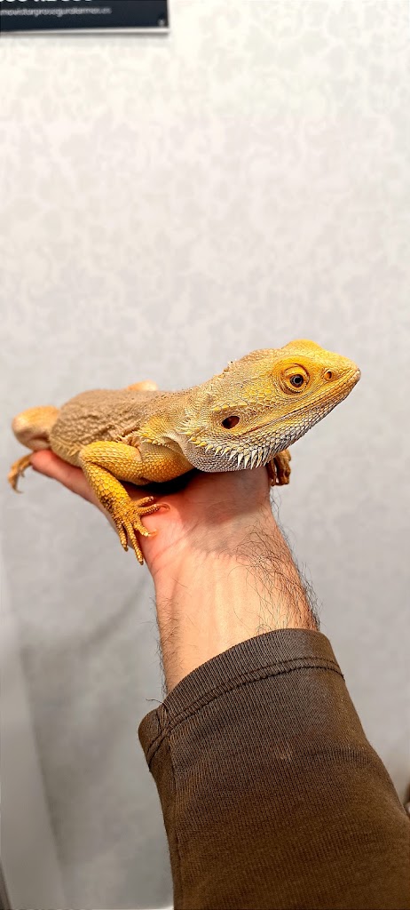 Veterinario Exoticos Granada — Del propietario