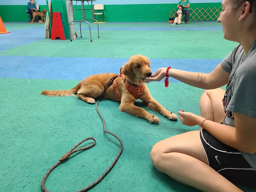 Dog trainer in Chicopee