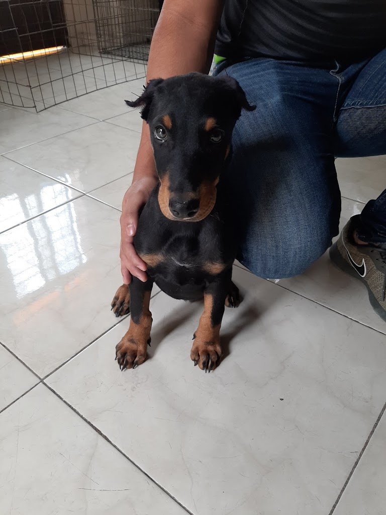 Perro