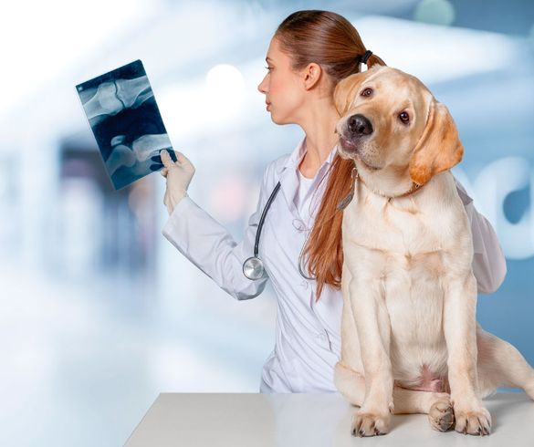 Clinica Veterinaria Santa Ponca