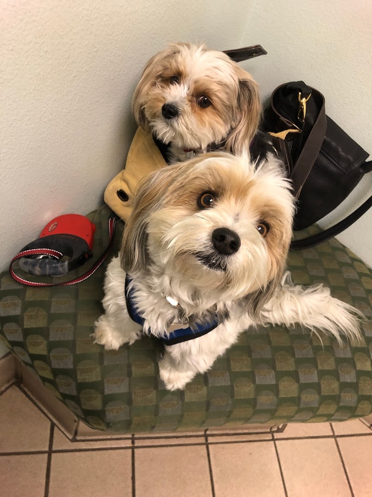 Perro