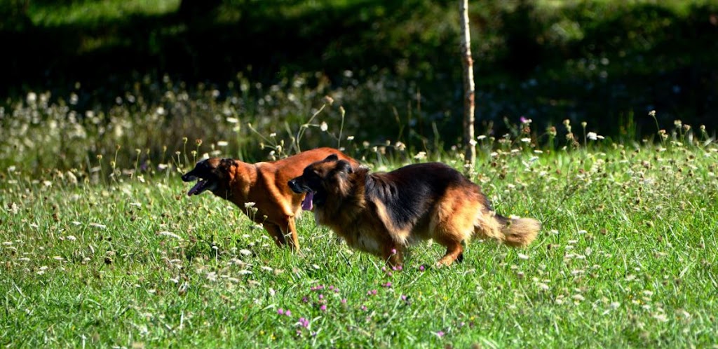 Clinica Veterinaria Icaro — Del propietario