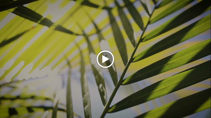  Yoga Under the Palms Kakaʻako