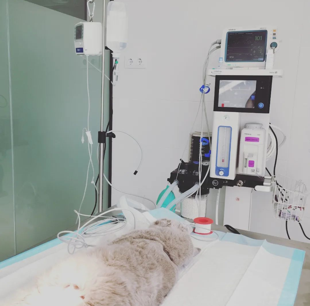 Clinica Veterinaria Petits i Peluts Veterinaris